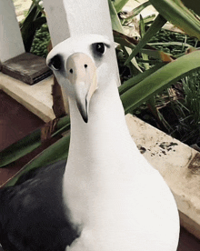 a white bird with a yellow beak is standing in front of some plants