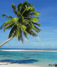 a picture of a palm tree on a beach taken by bana jay