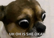 a close up of a dog 's face with the words uh oh is she okay above it
