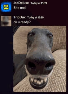 a picture of a dog with the words jaddeluxe today at 15:39 bite me and triodux today at 15:39 ok u ready below it