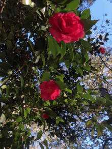 a tree with lots of leaves and red flowers