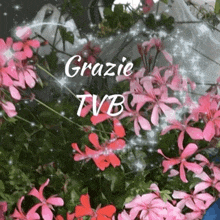 a bunch of pink flowers with the words `` grazie tvb '' written on it .