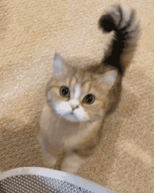 a brown and white cat with a long tail is standing on a carpet looking up at the camera .