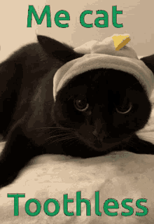 a black cat wearing a white hat with the words me cat toothless