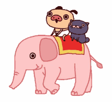 a pug and a cat ride on the back of an elephant