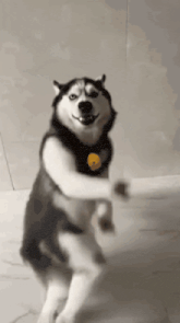 a husky dog is standing on its hind legs and holding a ball .