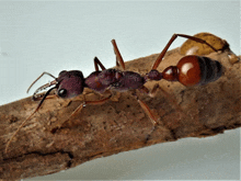 a close up of an ant on a branch