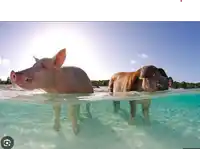 two pigs are swimming in a body of water with a watermark that says ' pinterest ' on it