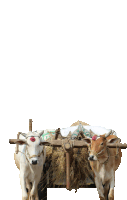 two oxen pulling a cart with a blanket on top of it