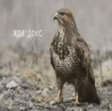 a hawk is standing on top of a rocky hillside .