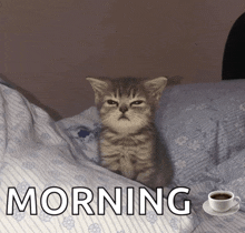 a kitten sits on a bed next to a cup of coffee and the words morning