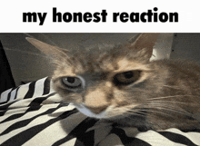 a cat is laying on a bed with the words my honest reaction above it