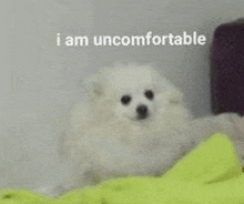 a white dog is laying on a bed with a green blanket .