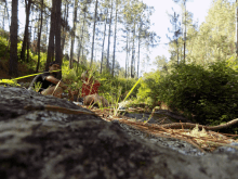 a man in a red shirt sits on a rock in the woods near a stream