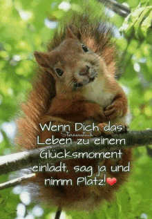 a squirrel is sitting on a tree branch with a quote in german below it