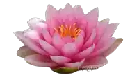 a close up of a pink lotus flower with finete written on the bottom