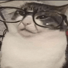 a cat is wearing glasses and making a funny face .