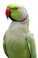 a green parrot with a red beak is looking at the camera on a white background