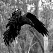 a black and white photo of a black crow flying through the air .