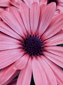 a closeup of a pink flower with purple center