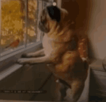 a pug dog is sitting on a kitchen counter looking out a window .