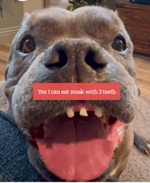 a close up of a dog 's face with the words yes i can eat steak with 3 teeth above it