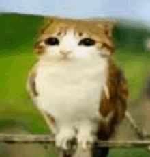 a brown and white cat is sitting on a tree branch .