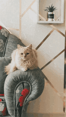 a cat sitting on a chair next to a candle that says ' pure bliss '