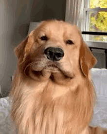 a golden retriever dog is sitting on a bed in front of a window looking at the camera .