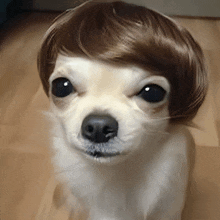 a small white dog wearing a brown wig on its head