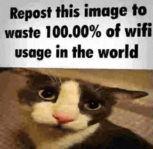 a cat with a sign that says repost this image to waste 100.00 % of wifi usage in the world .