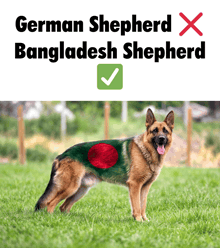 a german shepherd with the flag of bangladesh painted on it