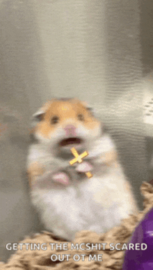 a hamster is holding a cross in its mouth and says getting the mcshit scared out of me