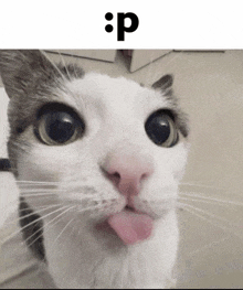 a close up of a cat sticking its tongue out with the letter p written above it