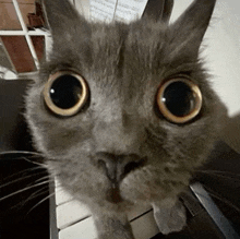 a close up of a cat 's face while sitting on a piano keyboard .