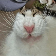 a close up of a cat 's nose with a red spot