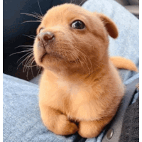 a small brown puppy looks up at the camera