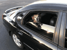 a dog looks out the back window of a car