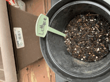 a lettuce plant is growing in a pot