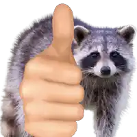 a thumbs up sign in front of a raccoon