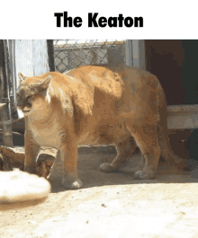 a picture of a mountain lion with the caption " the keaton " above it