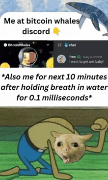 a meme about bitcoin whales discord shows a cat and a whale