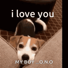 a dog is laying on a couch and says i love you my boy o.n.o.