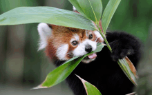 a red panda is eating a green leaf with its tongue sticking out