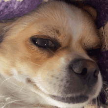 a close up of a dog 's face with a purple blanket covering its head