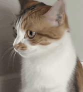 a close up of a brown and white cat looking to the side