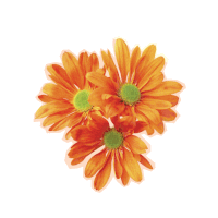 three orange daisies with a green center are against a white background