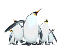 a group of penguins standing next to each other with their feet up