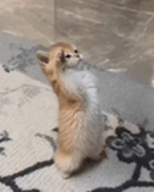a kitten is standing on its hind legs on a carpet .