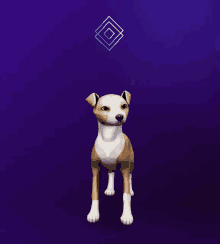 a brown and white dog on a purple background